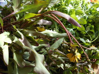DSCN6990.JPG